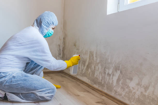 Licensed Basement Mold Remediation service in Barrington, NJ - 24 Hour Mold Removal