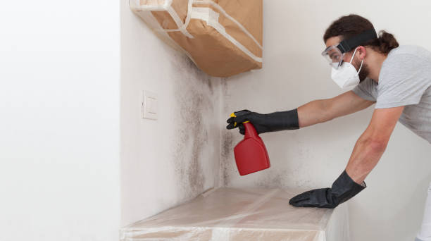 Professional Basement Mold Remediation technician working in Barrington, NJ