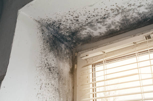 Affordable Basement Mold Remediation solutions in Barrington, NJ