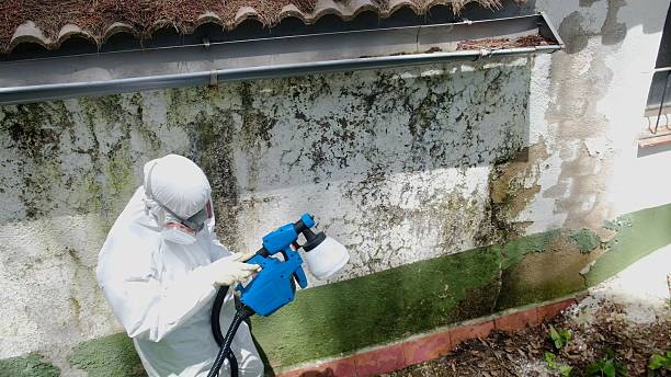 Top rated local Basement Mold Remediation specialists in Barrington, NJ